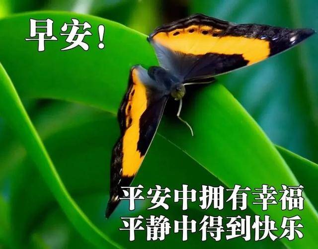 7777788888精准跑狗图|精选资料解析大全
